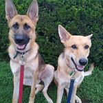Richard Gerrish - @furballsdaddy - Instagram