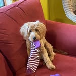 Richard Goldstein - @rgoldstein328 - Instagram
