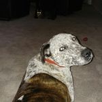 richard goodfellow - @insta_dickie - Instagram