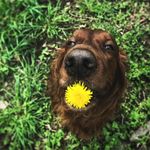 Airish Richard Grange de Grand - @irishrichardgrangedegrand - Instagram