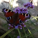 Richard - @richard.hamann_naturfotografie - Instagram