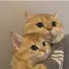 richardhershberg1 - @richardhershberg1 - TikTok