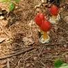 Richard Howell - @richard.howell35 - TikTok