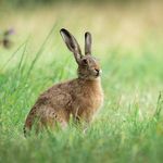 Richard Howell | Wildlife - @howellpicturenature - Instagram