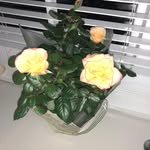 @richardhoye1 - Instagram