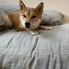 Richard Huynh - @richardhuynh16 - TikTok