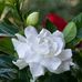 Richard Ibarra - Facebook