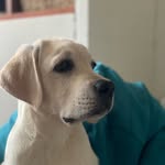 Rich - @richard_imperial_labrador - Instagram