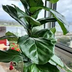 Richard Inderrieden - Facebook