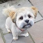 Richard Inglis - @richard.inglis.37 - Instagram