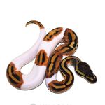 Richard Ireland - @celtic_reptiles_77 - Instagram