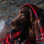 Richard Irish Setter - @rich.setter - Instagram