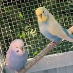 Richard Isaacs - @clearwing.budgies.aus - Instagram