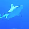 Richard Iverson - @richard.iverson - TikTok