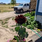 Richard Janis - Facebook