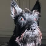 Richard Kantis🐶 - @richardkantis - Instagram