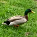 @richard_kipper_fan - Instagram