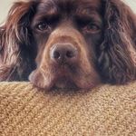 Richard Langton-Davies - @fluffybutts_and_coffee - Instagram