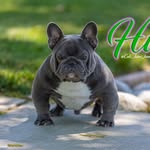 Richard Rodriguez - @cali_livin_kennels - Instagram