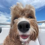 Richard Linn - @richardllinn - Instagram