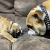 Richard & Loki - @richardloki1 - TikTok