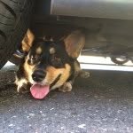 Rusty - @richard.longbottom - Instagram