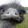Richard Luxtonchuckles - @richard.luxtonchu - TikTok