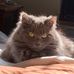 Richard Macaluso - Facebook