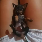 Richard Maciel💙🐶 - @richardmaciel_2 - Instagram