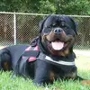 Richard Mauer - @live.laugh.laugh.love - TikTok
