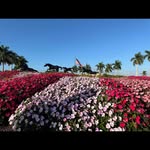 Richard Mort - @atlantic_mechanical - Instagram
