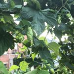 Richard Munk - @headhopwanderer - Instagram
