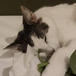 Richard Otten - @blueyoshi91 - Instagram