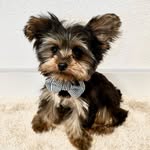 Richard Soto 🦴🐾🥔 - @richard_papas - Instagram