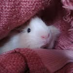 Richi🐹 - @richard_papasitoo - Instagram