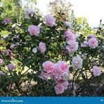 Richard Paschal - @richardpaschal3 - Instagram