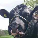 Richard Pedley - @pedleyrichard - Instagram
