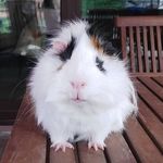Richard pisi  piccolo 🐹 - @richardilporcellino - Instagram
