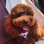 Пудель 🤎 R I C H A R D 🧡 - @richard_poodle_ - Instagram