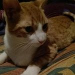 Richard Puga - @puga_pah_las_gatas - Instagram