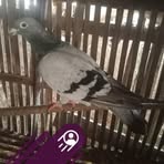 Richard Rondina - Facebook