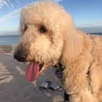 Richard Rosenstein - Facebook