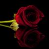 Richard Samano - @rose_exotic - TikTok