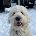 Richard Schippers - @richard.schippers - Instagram