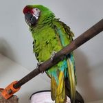 richard schock - @cp30688 - Instagram