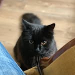Monty’s Moods - @seldon.richard - Instagram