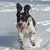 Richard Shepard0 - @rshepard7696 - TikTok