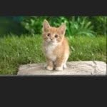 Richard Shepard - @riccshapp - Instagram