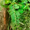 lovelynaveena - @richard.slaymaker121 - TikTok
