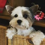 Richard Sorge - @richard.sorge.9465 - Instagram